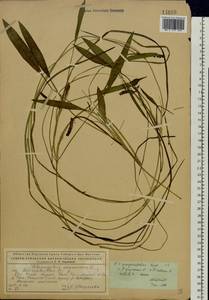 Potamogeton × sparganiifolius Laest. ex Fr., Восточная Европа, Северный район (E1) (Россия)