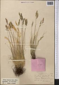 Овсяница валисская, Типчак Schleich. ex Gaudin, Средняя Азия и Казахстан, Западный Тянь-Шань и Каратау (M3) (Узбекистан)