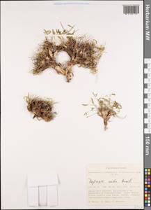 Oxytropis nuda Basil., Сибирь, Алтай и Саяны (S2) (Россия)