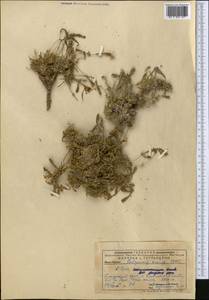 Смолевка, Средняя Азия и Казахстан, Памир и Памиро-Алай (M2) (Узбекистан)