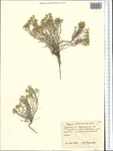 Odontarrhena tortuosa subsp. tortuosa, Средняя Азия и Казахстан, Муюнкумы, Прибалхашье и Бетпак-Дала (M9) (Казахстан)