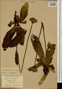 Trommsdorffia maculata (L.) Bernh., Кавказ, Абхазия (K4a) (Абхазия)