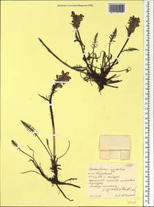 Мытник судетский Willd., Сибирь, Западная Сибирь (S1) (Россия)