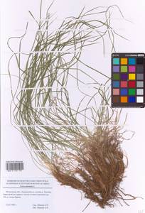 Осока горная L., Восточная Европа, Московская область и Москва (E4a) (Россия)