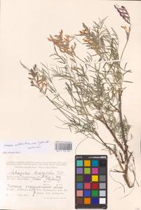 Astragalus astrachanicus Sytin & Laktionov, Средняя Азия и Казахстан, Прикаспийский Устюрт и Северное Приаралье (M8) (Казахстан)