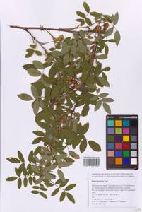 Шиповник даурский Pall., Сибирь, Дальний Восток (S6) (Россия)