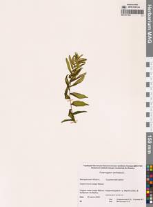 Рдест пронзеннолистный, Рдест стеблеобъемлющий L., Сибирь, Чукотка и Камчатка (S7) (Россия)