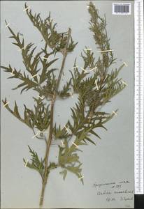 Крапива коноплевая L., Средняя Азия и Казахстан, Северный и Центральный Тянь-Шань (M4) (Казахстан)