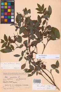 Шиповник майский Herrm., Восточная Европа, Западный район (E3) (Россия)