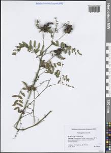 Астрагал нутовый L., Восточная Европа, Московская область и Москва (E4a) (Россия)