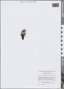 Звездчатка длинночерешковая, Сибирь, Центральная Сибирь (S3) (Россия)