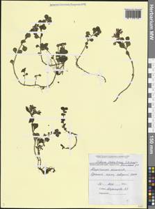 Phedimus stolonifer (S.G.Gmel.) 't Hart, Кавказ, Черноморское побережье (от Новороссийска до Адлера) (K3) (Россия)