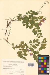 Lathyrus japonicus var. maritimus (L.) J.T.Kartesz & Gandhi, Сибирь, Чукотка и Камчатка (S7) (Россия)