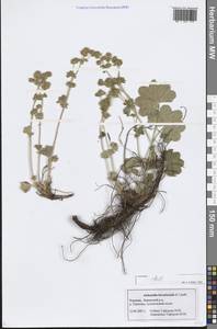 Манжетка шершавостебельная H.Lindb., Восточная Европа, Средневолжский район (E8) (Россия)