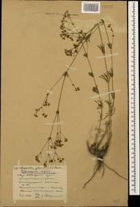 Подмаренник ксерофитный (Klokov) Pobed., Кавказ, Ставропольский край, Карачаево-Черкесия, Кабардино-Балкария (K1b) (Россия)