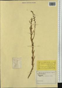 Halopeplis amplexicaulis (Vahl) Ung.-Sternb. ex Cesati, Passer. & Gibelli, Западная Европа (EUR) (Италия)