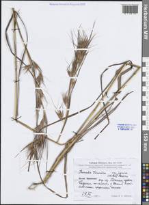 Темеда трехтычинковая Forssk., Зарубежная Азия (ASIA) (КНР)