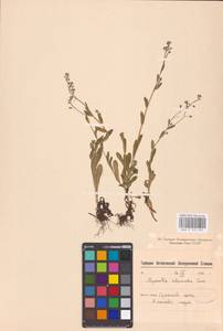 MHA 0 153 052, Незабудка полевая (L.) Hill, Восточная Европа, Северо-Западный район (E2) (Россия)