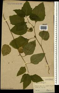 Alkekengi officinarum Moench, Крым (KRYM) (Россия)