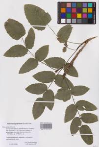 Магония падуболистная (Pursh) Nutt., Восточная Европа, Центральный район (E4) (Россия)