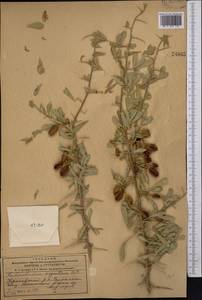 Caragana halodendron (Pall.) Dum.Cours., Средняя Азия и Казахстан, Муюнкумы, Прибалхашье и Бетпак-Дала (M9) (Казахстан)