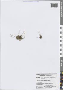 Минуарция красноватая (Wahlenb.) Dillenb. & Kadereit, Сибирь, Центральная Сибирь (S3) (Россия)