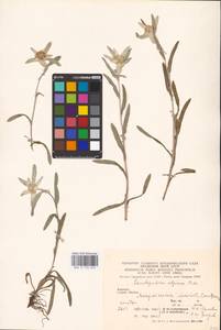 Leontopodium nivale subsp. alpinum (Cass.) Greuter, Восточная Европа, Западно-Украинский район (E13) (Украина)