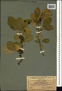 Жестер слабительный, Крушина слабительная L., Кавказ, Азербайджан (K6) (Азербайджан)