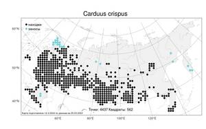 Carduus crispus, Чертополох курчавый L., Атлас флоры России (FLORUS) (Россия)