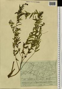 Шлемник байкальский Georgi, Сибирь, Дальний Восток (S6) (Россия)