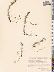 Пузырчатка средняя  Hayne, Сибирь, Чукотка и Камчатка (S7) (Россия)