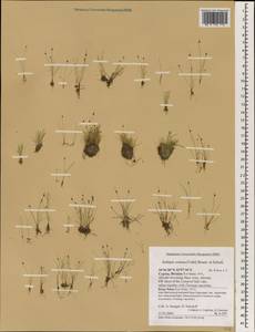 Isolepis cernua, Зарубежная Азия (ASIA) (Кипр)