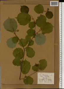 Орешник обыкновенный, Лещина обыкновенная L., Восточная Европа, Северо-Западный район (E2) (Россия)