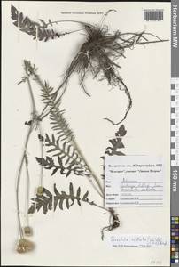 Klasea radiata subsp. radiata, Восточная Европа, Центральный лесостепной район (E6) (Россия)