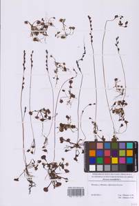 Росянка круглолистная L., Восточная Европа, Московская область и Москва (E4a) (Россия)