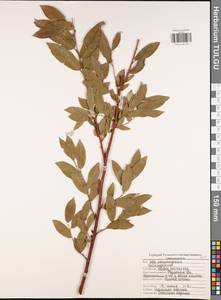 Ива лопарская L., Восточная Европа, Центральный район (E4) (Россия)