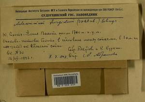 Aulacomnium turgidum (Wahlenb.) Schwägr., Гербарий мохообразных, Мхи - Дальний Восток (без Чукотки и Камчатки) (B20) (Россия)