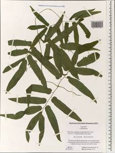 Лигодиум, Зарубежная Азия (ASIA) (Вьетнам)