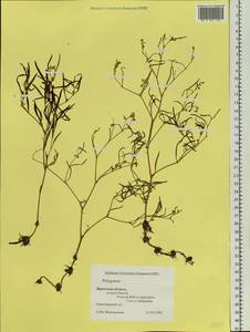 Спорыш, Сибирь, Прибайкалье и Забайкалье (S4) (Россия)