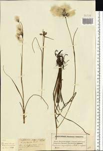 Пушица узколистная, Пушица многоколосковая Honck., Восточная Европа, Московская область и Москва (E4a) (Россия)