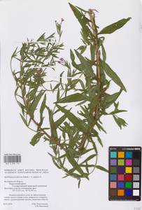 Epilobium parviflorum × palustre, Восточная Европа, Центральный лесостепной район (E6) (Россия)