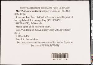 Marchantia quadrata Scop., Гербарий мохообразных, Мхи - Дальний Восток (без Чукотки и Камчатки) (B20) (Россия)