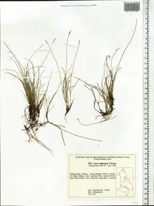 Осока Кабанова V.I.Krecz., Сибирь, Дальний Восток (S6) (Россия)