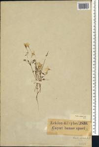 Oxalis stellata Eckl. & Zeyh., Африка (AFR) (ЮАР)