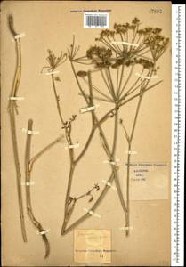 Морковница восточная (L.) Drude, Кавказ (без точных местонахождений) (K0)