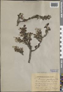 Prunus bifrons Fritsch, Средняя Азия и Казахстан, Западный Тянь-Шань и Каратау (M3) (Узбекистан)