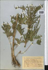 Крапива коноплевая L., Средняя Азия и Казахстан, Северный и Центральный Тянь-Шань (M4) (Казахстан)