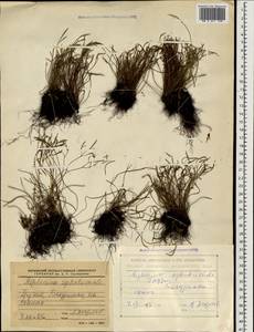 Костенец северный (L.) Hoffm., Кавказ, Грузия (K4) (Грузия)