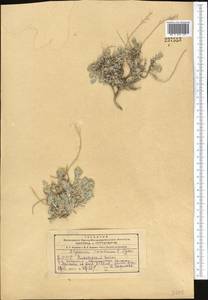 Alyssum lanceolatum Baumgartner, Средняя Азия и Казахстан, Копетдаг, Бадхыз, Малый и Большой Балхан (M1) (Туркмения)