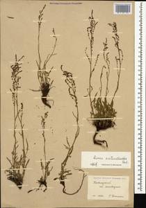 Щавель щавельковидный (Balansa) Den Nijs, Кавказ, Краснодарский край и Адыгея (K1a) (Россия)